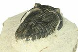 Bargain, Hollardops Trilobite Fossil - Ofaten, Morocco #287457-5